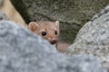 Stone marten, Martes foina, with clear green background. Beech marten, detail portrait of forest animal. Royalty Free Stock Photo