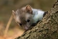 Stone marten, Martes foina, with clear green background. Beech marten, detail portrait of forest animal. Royalty Free Stock Photo