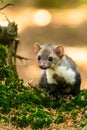 Stone marten, Martes foina, with clear green background. Beech marten, detail portrait of forest animal. Royalty Free Stock Photo