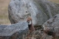 Stone marten, Martes foina, with clear green background. Beech marten, detail portrait of forest animal. Royalty Free Stock Photo