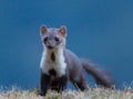 Stone marten (Martes foina)