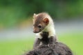 Stone marten Royalty Free Stock Photo