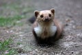 Stone Marten