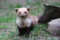Stone Marten Royalty Free Stock Photo