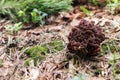 Stone Morel Mushroom (Gyromitra esculenta) Royalty Free Stock Photo