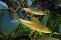 Stone moroko or topmouth gudgeon, common freshwater dwarf fish from East, highly adaptable and enduring species is ecology threat