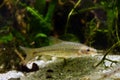 Stone moroko or topmouth gudgeon, common freshwater dwarf fish from East in temperate biotope aquarium, highly adaptable Royalty Free Stock Photo