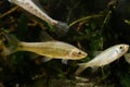 Stone moroko or topmouth gudgeon, highly adaptable freshwater fish from East, dominates biotope aquarium and shows aggression