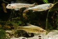 Stone moroko or topmouth gudgeon, monkey goby and juvenile common rudd, omnivore freshwater fishes in biotope aquarium