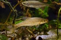 stone moroko, wild aggressive dominant freshwater fish from East, captive adaptable coldwater omnivore, European river biotope
