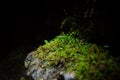 Stone with moss