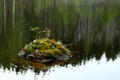Stone with moss and leaves inside the river Royalty Free Stock Photo