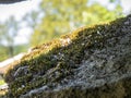 Stone moss on the roof of an old village building. Royalty Free Stock Photo