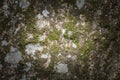 Stone and moss texture Royalty Free Stock Photo