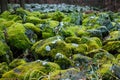 Stone Moss Royalty Free Stock Photo