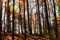 Stone Mountain State Park Trees Royalty Free Stock Photo