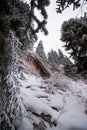 Stone in the mountains between the pines