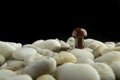 Stone mushrooms made from mixed gemstones and crystalize rock showing unique patterns and colours used in natural healing