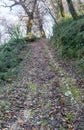 Stone old uphill road in ancient forest with naked trees and grean moss covered with fallen dry leaves Royalty Free Stock Photo