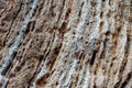 Stone of organic origin. Abstract background with stone texture