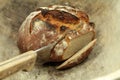 Stone oven bread Royalty Free Stock Photo