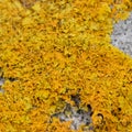 Stone overgrown with yellow moss, Stone mossy background Royalty Free Stock Photo