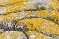 Stone overgrown with yellow moss, Stone mossy background Royalty Free Stock Photo