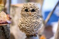 Stone owl sculpture on stand . Royalty Free Stock Photo