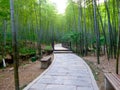 A stone path through a bamboo forest