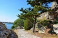 Stone Path in Cape Kaliakra with Sea View Top Landmark Bulgaria Portrait