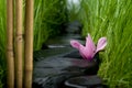 Stone path & flower