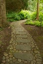 Stone path through the forest