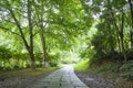 Stone path in forest Royalty Free Stock Photo