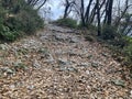 Stone path in the forest, close-up. Mountain landscape. Royalty Free Stock Photo
