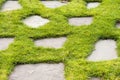 A Stone path in the green grass park garden Royalty Free Stock Photo