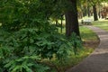 A stone path in a green summer park leads to a bench in the distance.