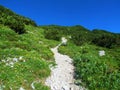 Stone path leading past a mountain meadow