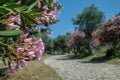 Stone path in the old flowered park in spring. Clear day, blue sky. Greece. Sparta. Ancient garden