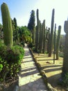 Stone path in the park of cacti. huge prickly cactus in the open air on a sunny day