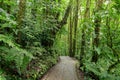 Stone path in rainforest Monteverde Costa Rica
