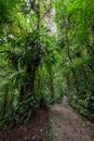 Stone path in rainforest Monteverde Costa Rica