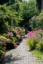 Stone path surrounded by colourful hydrangea flowers