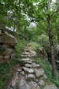 Stone path surrounded by vegetation that climbs towards a mountain