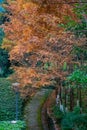 A stone path under golden leaves after rain in autumn Royalty Free Stock Photo