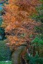 A stone path under golden leaves after rain in autumn Royalty Free Stock Photo