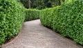 stone pathway between hedge Royalty Free Stock Photo