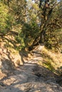 Stone paved Deoria Tal hiking trail through temperate forest in mountains of Himalayas in Uttrakhand