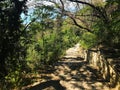 a stone-paved path among the trees in the city park. Bulgaria. Balchik. Royalty Free Stock Photo