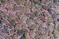 The stone pavement is strewn with pink flower petals that have fallen from a cherry blossom tree Royalty Free Stock Photo