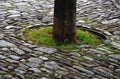 Stone paving medieval, granite, gneiss, small rectangular shape brushed old stones cobblestone paving, path, sidewalk gray brown c